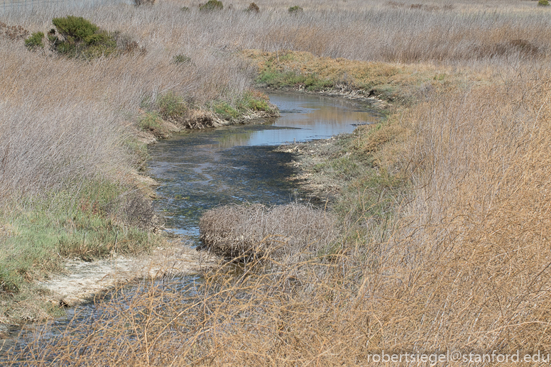 emily renzel wetlands